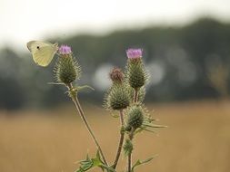 butterfly on the wild flower in summer