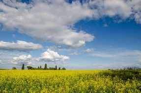 yellow field under blue sky