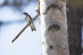 tree swallow bird