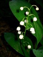 lilies of the valley as a sign of spring