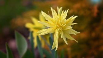 Yellow narcissus flowers in spring