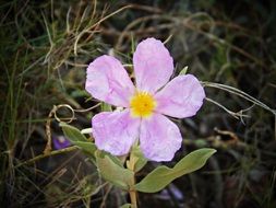 white jara cistus flower