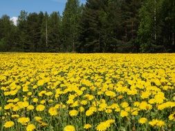 Landscape with the beautiful colorful field of dandelions