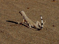 iguana runs through the desert