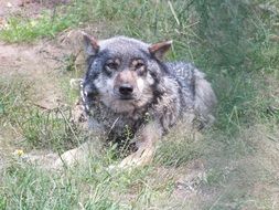 gray wolf lies on the ground