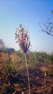 flowering grass in the bright sun close up