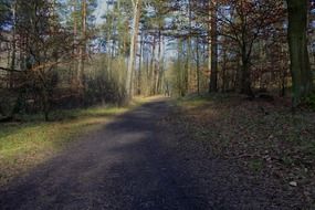 forest trail tree