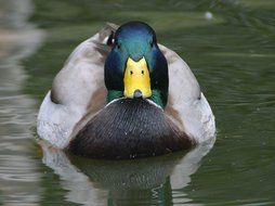 picture of the swimming duck