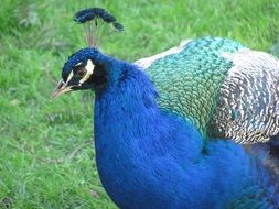 Peacock on Vancouver Island