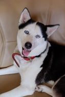 portrait of a husky with a red collar