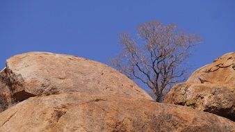 tree on red rock at blue sky, botswana