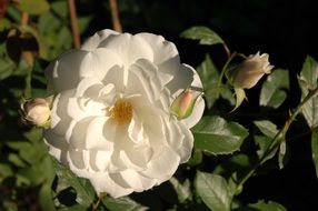 white rose flower in the garden