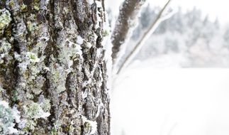 snow tree bark