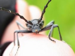 scopolii, insect closeup