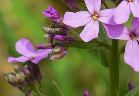 purple flower with nice and tender petals