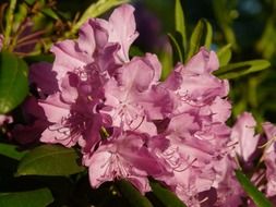 Rhododendron is a plant with colorful flowers