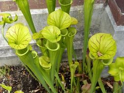 flowers of winter garden in New Zealand