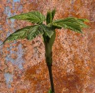 spring awakening leaves