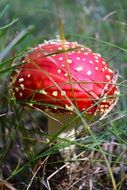 Red toadstool in grass