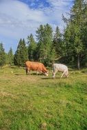 Cattles on a meadow