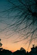 trees at dusk of a colorful sunset