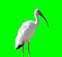 White crane bird green aback