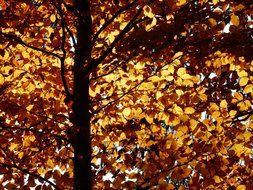 European beech in the bright autumn