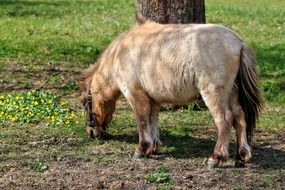 terrific pony horse
