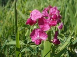Pink lathyrus tuberosus