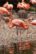 elegant pink flamingos by the pond