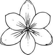 drawing of the blossom