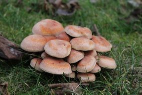 mushrooms on the grass in the forest