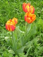 two-color tulips in green grass