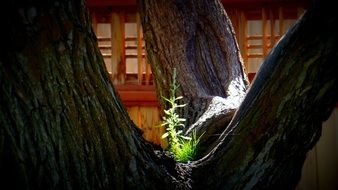 extraordinarily beautiful nature plant