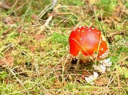 little amanita among the grass