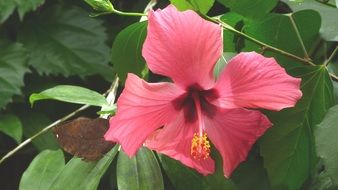 orchid flower red