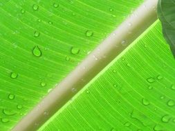 palm leaf with water drops