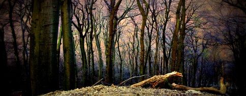 mystical mysterious forest
