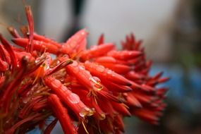 drops of water on a red sharp flower