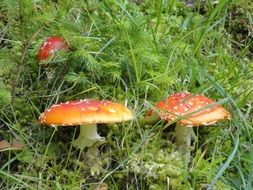 poisonous toadstools among grass in the forest