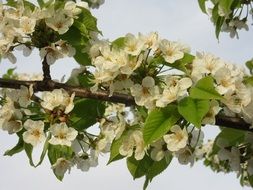 Picture of the cherry blossoms