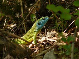 emerald lizard among the dry leaves