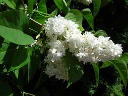 white without flower flowers plant