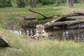 tiger lies in the water near the shore