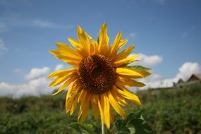 yellow bright sunflower on stalk