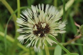 wet dandelion close-up on blurred background