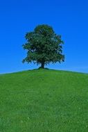 green tree on a green hill