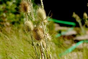prickly wild plant