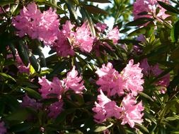 plant with bright pink flowers