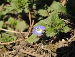 small flower in fallen branches